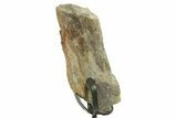 Fossil Sauropod Limb Bone Section with Metal Stand - Colorado #383147-2